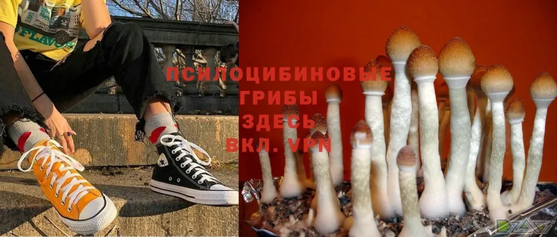 Псилоцибиновые грибы Magic Shrooms  Великий Устюг 